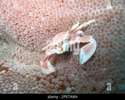 Porzellankrabbe auf Clubanemone Stockfoto