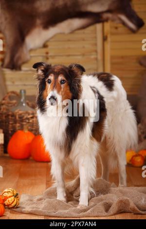 American Collie, männlich, 13 Jahre alt, Zobelweiß Stockfoto