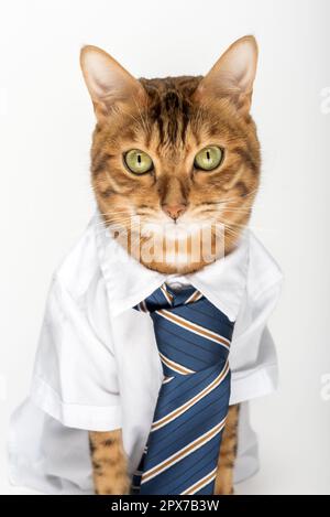 Geschäftskatze in einem Hemd mit Krawatte isoliert auf weißem Hintergrund. Stockfoto