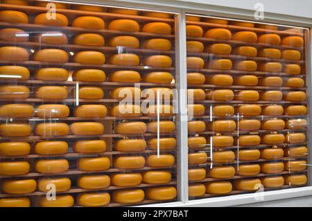 Frische Käseköpfe auf einem Regal im Geschäft Stockfoto