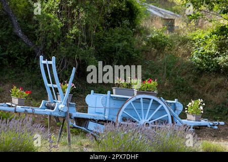 Blauer Holzwagen mit Lavendeln in der Provence, Frankreich Stockfoto