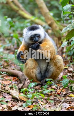 Farbenfrohes, diademisches Sifaka Lemur, (Propithecus diadema) gefährdetes endemisches Tier, das an Bäumen gehängt und im Regenwald gefüttert wird, Andasibe-Mantadia National Stockfoto