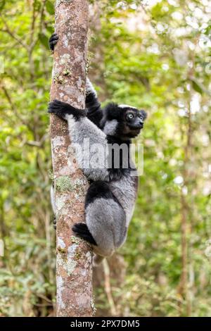 Der größte lebende Lemur Indri (Indri Indri), genannt Babakoto, gefährdetes endemisches Tier, das im Regenwald an Bäumen gehängt wird. Andasibe-Mantadia National Par Stockfoto