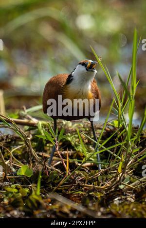 Afrikanischer Jakana-Schluckfrosch in hinterleuchtetem Gras Stockfoto