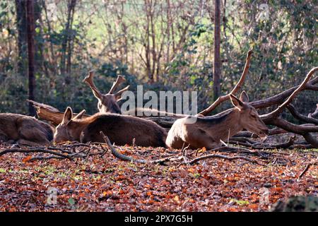 Damhirsch (Dama dama) oder Damwild im Tierpark, Nordrhein-Westfalen, Deutschland, Mechernich Stockfoto