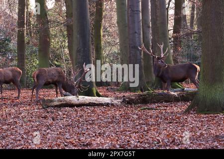 Damhirsch (Dama dama) oder Damwild im Tierpark, Nordrhein-Westfalen, Deutschland, Mechernich Stockfoto