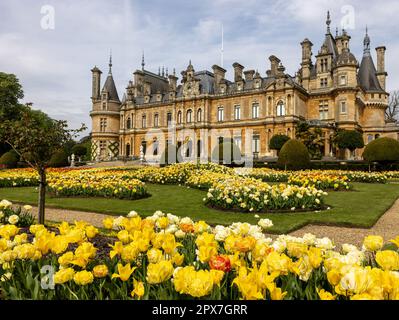 Wunderschöne gelbe Tulpen ( Tulipa ) in voller Blüte auf dem Parterre in Waddesdon Manor, Buckinghamshire Stockfoto