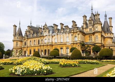 Wunderschöne gelbe Tulpen ( Tulipa ) in voller Blüte auf dem Parterre in Waddesdon Manor, Buckinghamshire Stockfoto