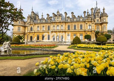 Wunderschöne gelbe Tulpen ( Tulipa ) in voller Blüte auf dem Parterre in Waddesdon Manor, Buckinghamshire Stockfoto