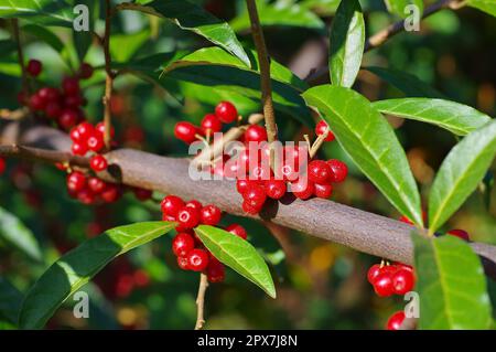 Cherry elaeagnus, Elaeagnus Multiflora mit vielen Beeren Stockfoto