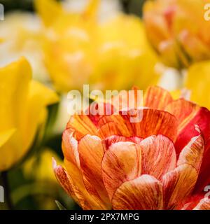 Tulpen in voller Blüte auf dem Parterre in Waddesdon Manor, Buckinghamshire Stockfoto