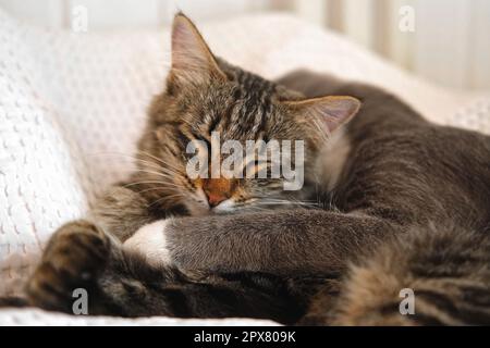 Zwei Katzen, die zu Hause auf einer weißen Decke kuscheln. Süße Hauskatzen mit Streifenmuster. 2 schlafende Kätzchen waschen sich bequem. Familienpaar Katze ruht sich aus Stockfoto