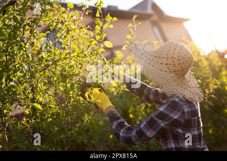 Seitenansicht der fokussierten jungen kaukasischen Frau Gärtner Schnitte unnötig Zweige und Blätter von Baum mit Baumschere Stockfoto