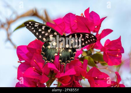 Pharmakophagus antenor, der Madagaskar Riesenschwalbenschwanz, endemischer Schmetterling aus der Familie Papilionidae.Tier sitzt auf roten Bougainvillea Blumen Bloo Stockfoto