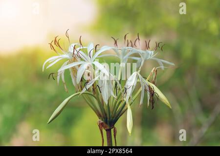 Crinum asiaticum, gemeinhin bekannt als Giftzwiebel, Riesenlilie, Riesenlilie oder Seerube, Blume, die in der Wildnis von Tsingy de Bemar wächst Stockfoto