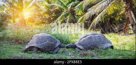 Romantischer Moment mit zwei Riesenschildkröten, die sich in der Natur küssen wollen. Wilde Tiere in der Liebe. Stockfoto