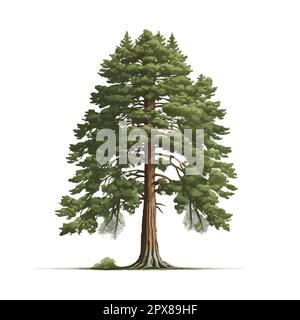 Realistischer grüner höchster Baum der Welt Mammutbaum auf weißem Hintergrund - Vektorgrafik Stockfoto