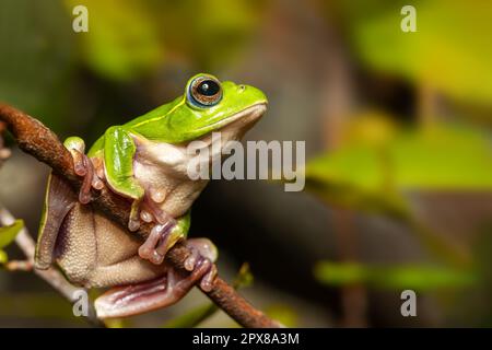 Boophis occidentalis, eine Art des endemischen schönen grünen Baumfrosches der Familie Mantellidae. Andringitra-Nationalpark, Madagaskar-Tierwelt Stockfoto