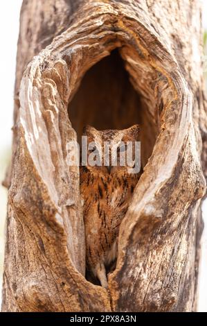 Die in einem Baumloch versteckte Eule Torotoroka (Otus rutilus madagascariensis) gehört zur Familie der Strigidae. Es ist im Westen Madas endemisch Stockfoto