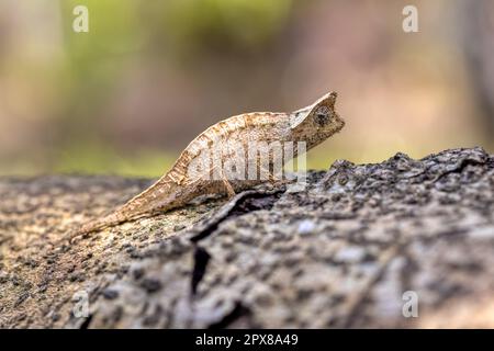 Kleines braunes Chamäleon (Brookesia superciliaris), kleines EidechsenChamäleon, das das braune Blatt in seinem natürlichen Lebensraum imitiert. Reservieren Sie Peyrieras Madaga Stockfoto