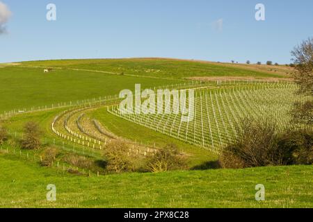 Neu gepflanztes Weingut in den South Downs, in der Nähe von Worthing in West Sussex, England Stockfoto