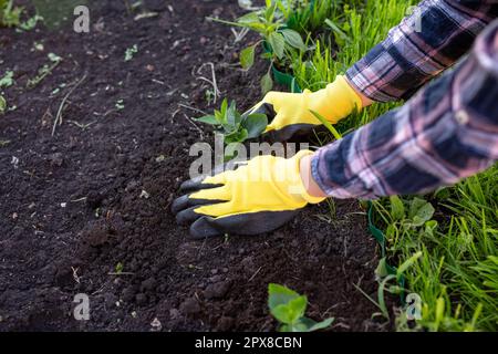 Die Hände der Gärtnerin in Handschuhen Pflanzen Keimling von kleinen Eichen in den Boden. Stockfoto