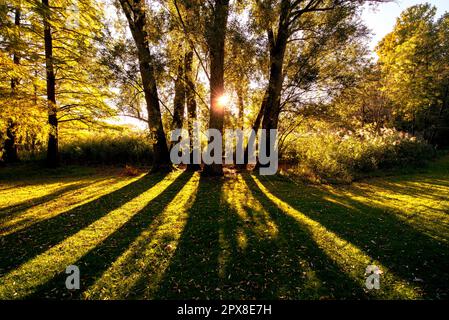 Die Sonnenstrahlen durchdringen den bunten Laubwald und werfen Schatten von Bäumen Stockfoto