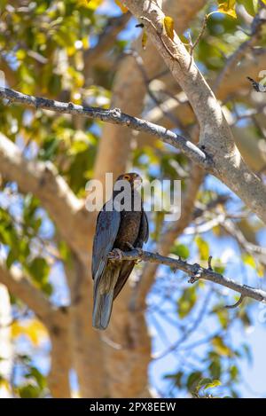 Großer vasa-Papagei (Coracopsis vasa) endemischer Vogel hoch oben auf einem Ast, Naturschutzgebiet Tsimanampetsotsa, Wildtier Madagaskar Stockfoto