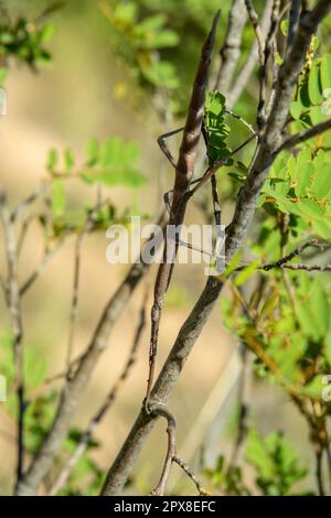 Achrioptera ist eine Gattung von Stöckelinsekten (Achrioptera impennis), Isalo-Nationalpark, Madagaskar-Tierart Stockfoto