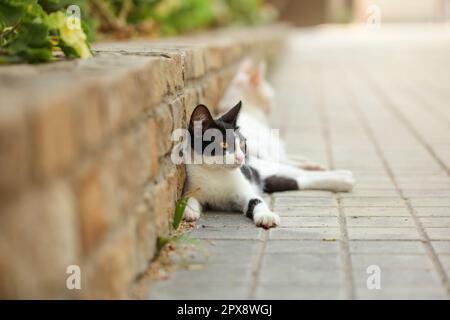 Schwarze und weiße streunende Katze auf dem Bürgersteig neben Ziegel zu bändigen. Stockfoto