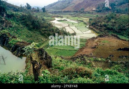 Gescannte Folie eines historischen Farbfotos von Reisfeldern in Vietnam Stockfoto