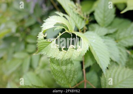 Blattwespen-Larven (Tenthredinidae) fressen die Blätter eines Wald-Geissbart (Aruncus dioicus) Stockfoto