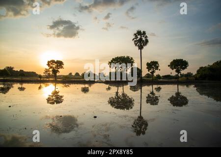 Sonnenuntergang über einem Reisfeld in der Nähe der Stadt Lopburi in der Provinz Lopburi in Thailand, Thailand, Lopburi, November 2022 Stockfoto