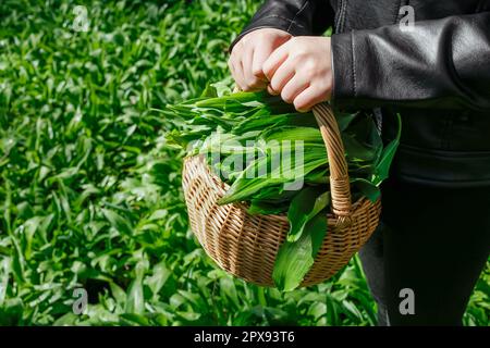 Selektiver Fokus auf Korb aus Korb mit frisch gepflücktem natürlichen Wildknoblauch und grünen Blättern von Allium ursinum. Nahaufnahme der Kinderhände. Stockfoto