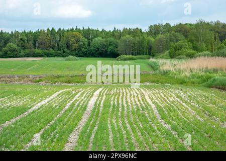 Grüne kleine Setzlinge von Getreide, die in Reihen auf dem Feld vor dem Wald gepflanzt werden, Frühlingsfeldarbeiten Stockfoto