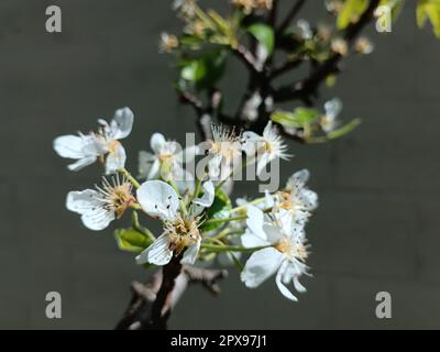 Weißer Kirschbaum blühender Zweig aus der Nähe. Weiße Blumen auf dunklem Hintergrund, selektiver Fokus. Stockfoto