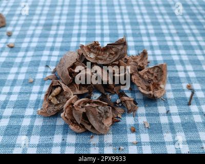 Nusshells auf dem Tisch. Knackige Kurzfassung. Stockfoto