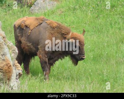 Schöner europäischer Wisent, der fast ausgestorben ist und wieder Gras fressen hat Stockfoto