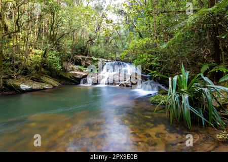 Regenwald-Wasserfall, reine, unbefestigte Natur, lange Exposition, Wasserschuss. Andasibe-Mantadia-Nationalpark - Analamazaotra, Madagaskar-Wildnis Stockfoto