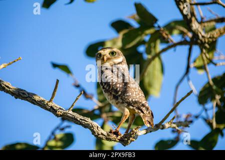 Brennende Eule (Athen cunicularia oder Speotyto cunicularia) im Selektivfokus. Bekannt als „Coruja Buraqueira“, typisch für das brasilianische Cerrado-Biom. Stockfoto