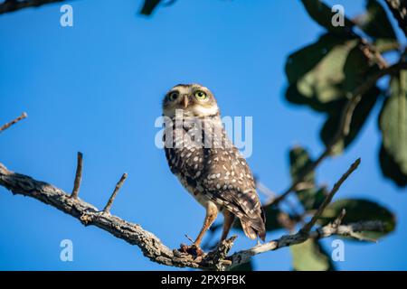 Brennende Eule (Athen cunicularia oder Speotyto cunicularia) im Selektivfokus. Bekannt als „Coruja Buraqueira“, typisch für das brasilianische Cerrado-Biom. Stockfoto