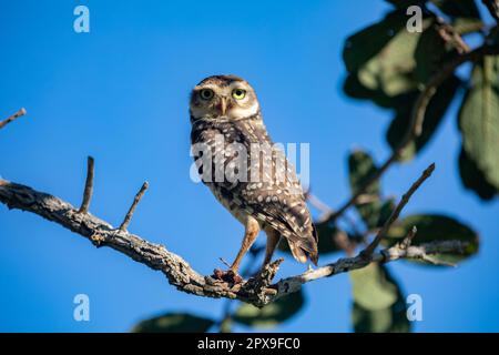 Brennende Eule (Athen cunicularia oder Speotyto cunicularia) im Selektivfokus. Bekannt als „Coruja Buraqueira“, typisch für das brasilianische Cerrado-Biom. Stockfoto