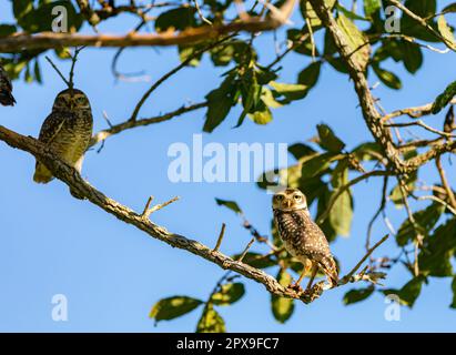 Brennende Eule (Athen cunicularia oder Speotyto cunicularia) im Selektivfokus. Bekannt als „Coruja Buraqueira“, typisch für das brasilianische Cerrado-Biom. Stockfoto