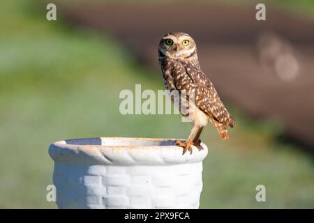 Brennende Eule (Athen cunicularia oder Speotyto cunicularia) im Selektivfokus. Bekannt als „Coruja Buraqueira“, typisch für das brasilianische Cerrado-Biom. Stockfoto