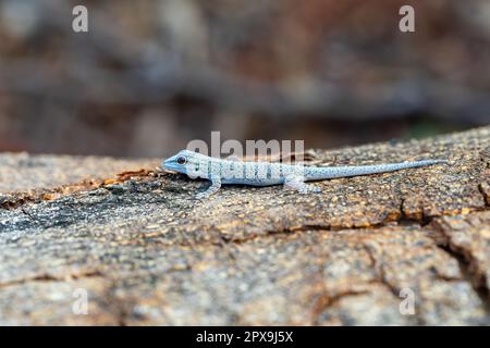 Phelsuma mutabilis ist eine tägliche Gecko-Art, die im Südwesten Madagaskars heimisch ist und in der Regel auf Bäumen und Büschen lebt, weiblich auf drei Tru Stockfoto