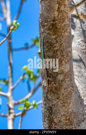 Phelsuma mutabilis ist eine tageszeitliche Gecko-Art, die im Südwesten Madagaskars heimisch ist und typischerweise auf Bäumen und Büschen lebt, weiblich auf drei Stämmen Stockfoto