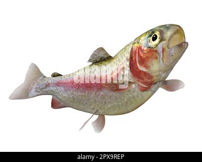 Die Regenbogenforelle ist ein beliebter Süßwasserfisch für Angler und findet sich in Flüssen, Bächen und Seen. Stockfoto