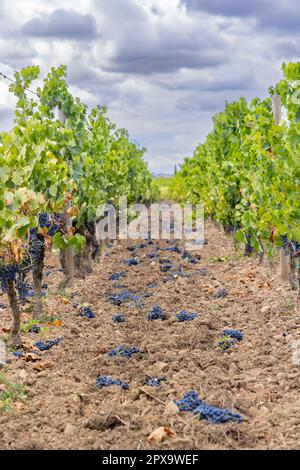 Reduzierung der Reifegrauben zur Erzeugung von Weinen höchster Qualität in Bordeaux, Frankreich Stockfoto