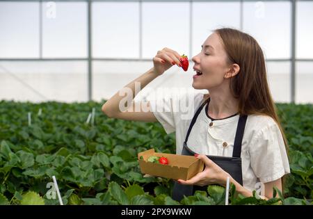 Junge weibliche Touristen in der Schürze kosten japanische Erdbeeren, die frisch aus dem Garten gepflückt werden. Duftend, süß, groß, saftig, befriedigender Geschmack während des Besuchs Stockfoto