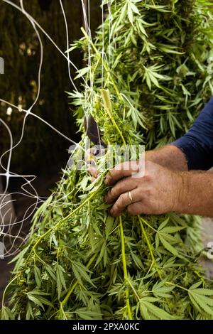 Bauernarbeiter hängt Marijuana-Pflanzen in einer Scheune zum Trocknen auf. Organische Pflanzen von Cannabis Sativa weiblich mit CBD. Legale Marihuana-Plantage mit medizinischer Canna Stockfoto